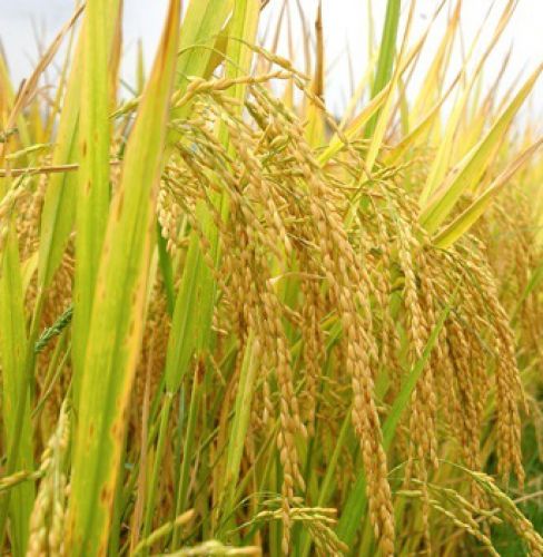 Chuẩn mực TCVN 11041-5:2017- Gạo hữu cơ