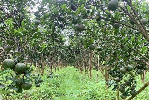 Danh sách khách hàng được cấp, đình chỉ, hủy bỏ CN hữu cơ