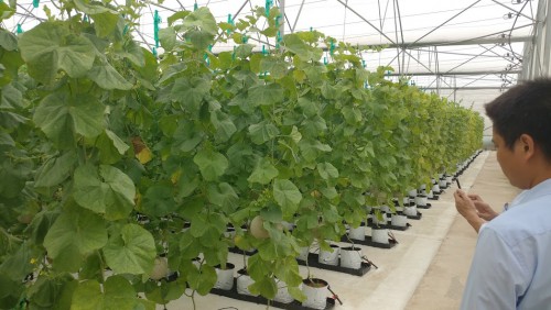 Chuẩn mực TCVN 11041-13:2023- Trồng trọt hữu cơ trong nhà màng và trong thùng chứa