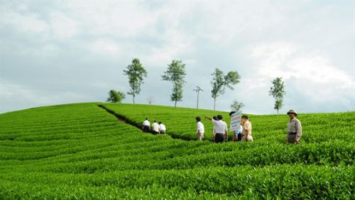 Quy trình chứng nhận VietGAP trong lĩnh vực trồng trọt