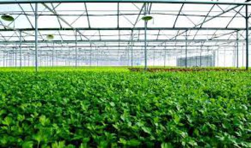 Chuẩn mực chứng nhận VietGAP lĩnh vực trồng trọt