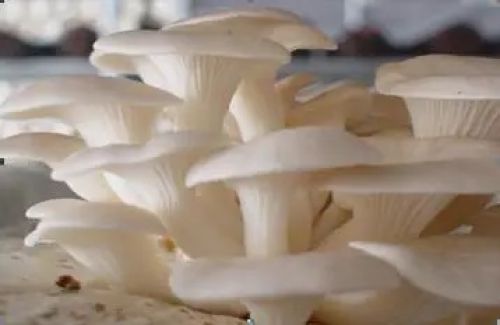 Chuẩn mực TCVN 11041-11:2023- Nấm hữu cơ